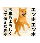エッホエッホ しばいぬ 正月って伝えなきゃ（個別スタンプ：5）