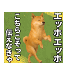 エッホエッホ しばいぬ 正月って伝えなきゃ（個別スタンプ：8）