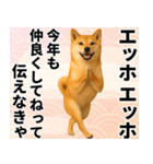 エッホエッホ しばいぬ 正月って伝えなきゃ（個別スタンプ：11）