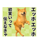 エッホエッホ しばいぬ 正月って伝えなきゃ（個別スタンプ：14）