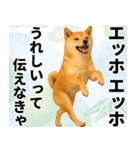 エッホエッホ しばいぬ 正月って伝えなきゃ（個別スタンプ：15）