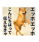 エッホエッホ しばいぬ 正月って伝えなきゃ（個別スタンプ：16）