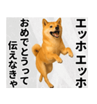 エッホエッホ しばいぬ 正月って伝えなきゃ（個別スタンプ：18）