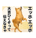 エッホエッホ しばいぬ 正月って伝えなきゃ（個別スタンプ：20）