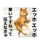 エッホエッホ しばいぬ 正月って伝えなきゃ（個別スタンプ：22）