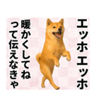 エッホエッホ しばいぬ 正月って伝えなきゃ（個別スタンプ：23）