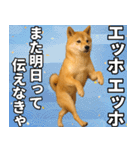 エッホエッホ しばいぬ 正月って伝えなきゃ（個別スタンプ：24）