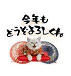 ヒマラヤン子猫❗️ふんわりお正月あいさつ（個別スタンプ：9）