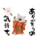 ヒマラヤン子猫❗️ふんわりお正月あいさつ（個別スタンプ：13）