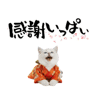 ヒマラヤン子猫❗️ふんわりお正月あいさつ（個別スタンプ：14）