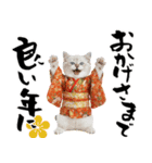 ヒマラヤン子猫❗️ふんわりお正月あいさつ（個別スタンプ：15）