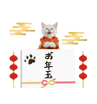 ヒマラヤン子猫❗️ふんわりお正月あいさつ（個別スタンプ：26）