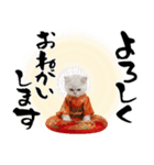 ヒマラヤン子猫❗️ふんわりお正月あいさつ（個別スタンプ：29）