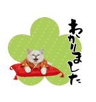 ヒマラヤン子猫❗️ふんわりお正月あいさつ（個別スタンプ：31）