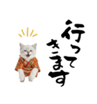 ヒマラヤン子猫❗️ふんわりお正月あいさつ（個別スタンプ：35）