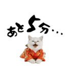 ヒマラヤン子猫❗️ふんわりお正月あいさつ（個別スタンプ：36）