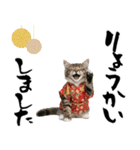 ノルウェージャン子猫！お正月スタンプ（個別スタンプ：20）