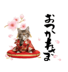 ノルウェージャン子猫！お正月スタンプ（個別スタンプ：21）