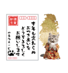 ノルウェージャン子猫！お正月スタンプ（個別スタンプ：25）
