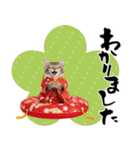 ノルウェージャン子猫！お正月スタンプ（個別スタンプ：31）