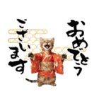 ベンガル子猫！華やかお正月スタンプ（個別スタンプ：3）