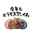 ベンガル子猫！華やかお正月スタンプ（個別スタンプ：9）