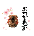 ベンガル子猫！華やかお正月スタンプ（個別スタンプ：21）