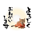 ベンガル子猫！華やかお正月スタンプ（個別スタンプ：29）