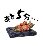 ベンガル子猫！華やかお正月スタンプ（個別スタンプ：36）