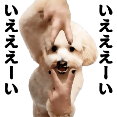 [LINEスタンプ] 踊る！横揺れ界隈トイプードル/犬/わんこ