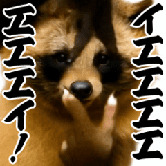 [LINEスタンプ] パリピ横揺れタヌキ