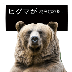 [LINEスタンプ] 毎日使えるヒグマのスタンプ【熊・クマ】