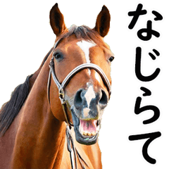 [LINEスタンプ] 新潟弁で競馬