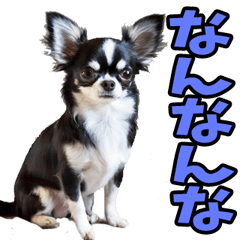 [LINEスタンプ] 香川・讃岐弁☆わんこ