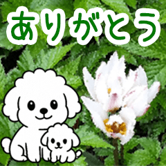 [LINEスタンプ] 動く☆大人やさしいトイプードルと野の花