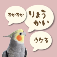 [LINEスタンプ] オカメインコのリアクション(実写版)