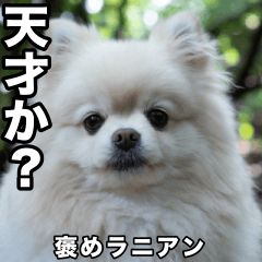 [LINEスタンプ] 白い褒めラニアン/ポメラニアンのスタンプ