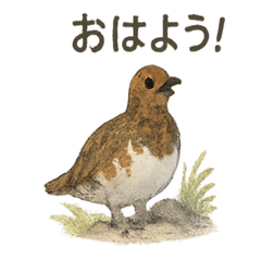 [LINEスタンプ] 雷鳥のほっこりスタンプ（夏羽・冬羽）