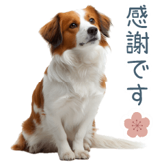 [LINEスタンプ] 毎日使えるコーイケルホンディエ【連絡】