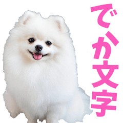[LINEスタンプ] でか文字☆ホワイトポメラニアン