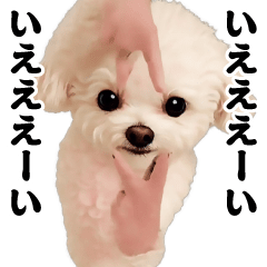 [LINEスタンプ] 踊る！横揺れ界隈トイプードル2
