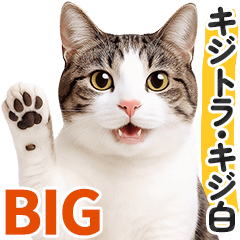 [LINEスタンプ] 【デカ文字BIG】キジトラ猫❤基本の会話2.