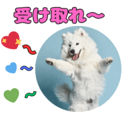 [LINEスタンプ] もふもふサモエド犬生活