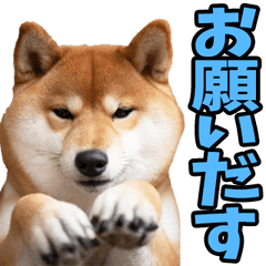 [LINEスタンプ] 秋田弁☆柴犬