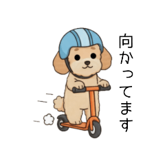 [LINEスタンプ] 使いやすい敬語のトイプー(アプリコット)