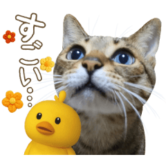 [LINEスタンプ] 猫のすたんぷ。。。10