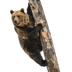 [LINEスタンプ] 本音で語るクマたちの言い分