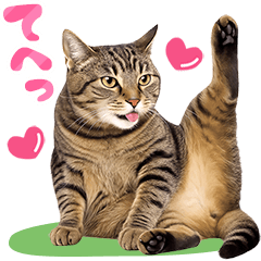 [LINEスタンプ] 一生使える♡キジトラ・キジ白の猫写真♪