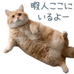 [LINEスタンプ] 構ってほしい猫ちゃん【連絡・かわいい】