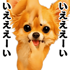 [LINEスタンプ] 踊る！横揺れ界隈/長毛チワワ/わんこ